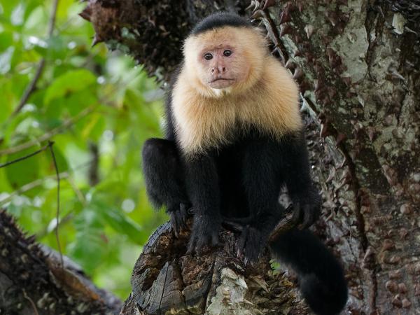 <h3><a href="/trips/costa-rica/biota/animalia/chordata/mammalia/primates/cebidae/cebus imitator/cebus imitator-nl.html">Cebus&nbsp;imitator</a> / Panamanian&nbsp;white‑faced&nbsp;capuchin / Panamese&nbsp;witschouderkapucijnaap</h3>OM-1 Mark II met OLYMPUS M.150-400mm F4.5, 1/60 sec  bij F4.5, ISO 4000, afstand 9.01&nbsp;m